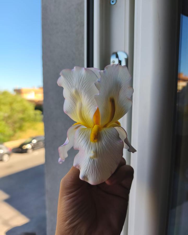 Iris in fommy soft