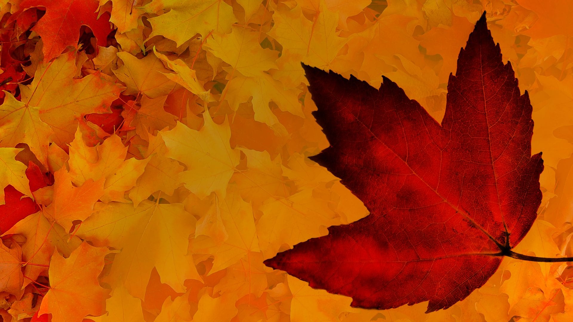 Una ghirlanda di foglie