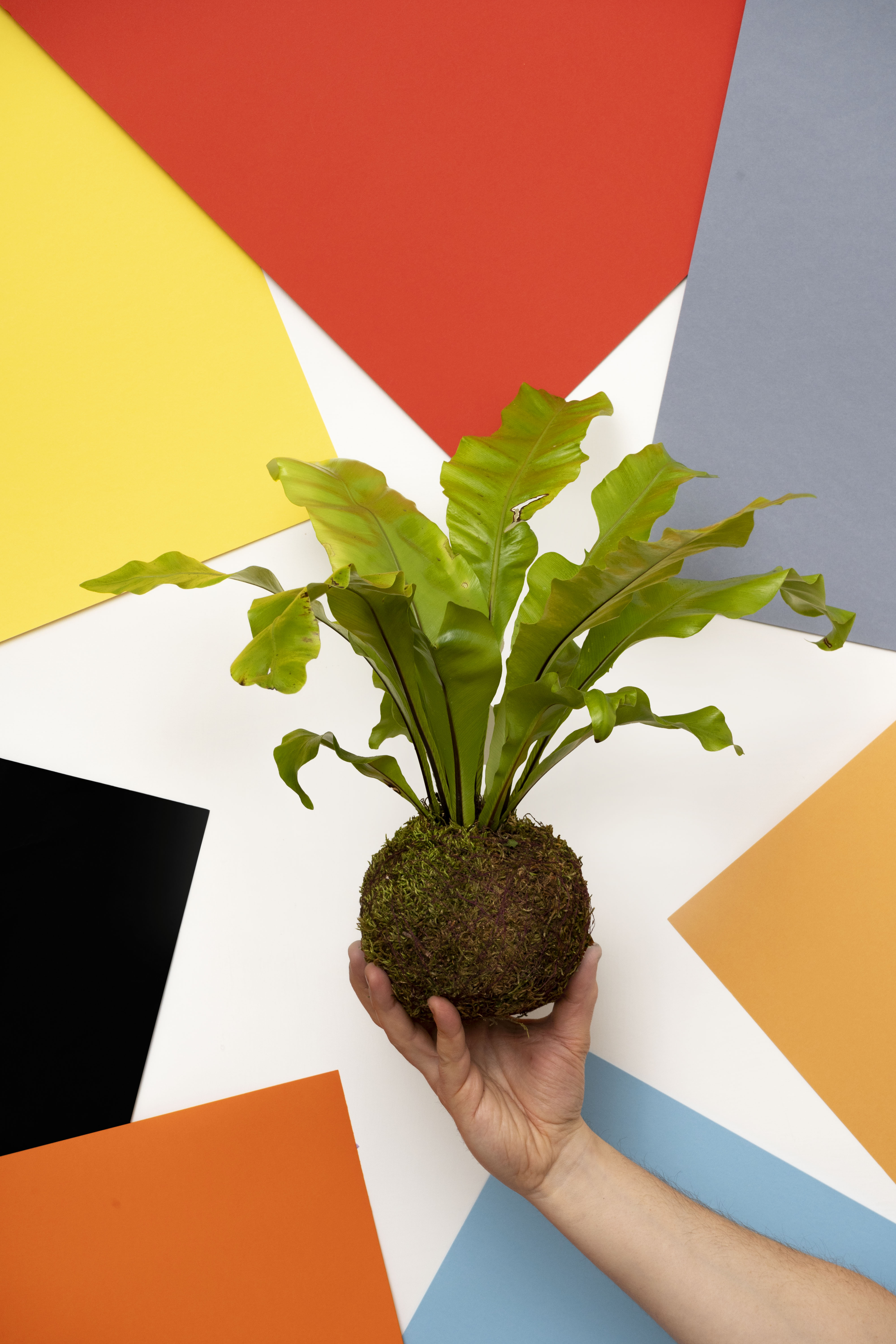 Corso di kokedama