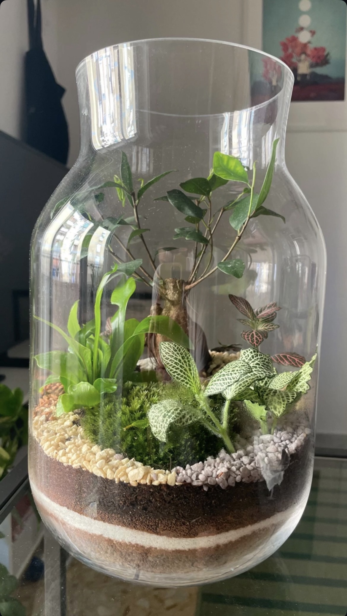 Corso di terrarium