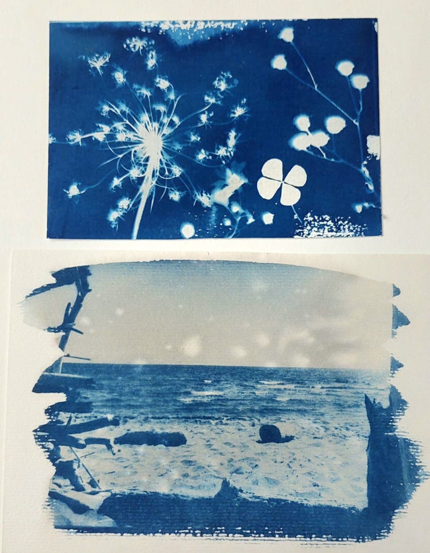 make your own cyanotype