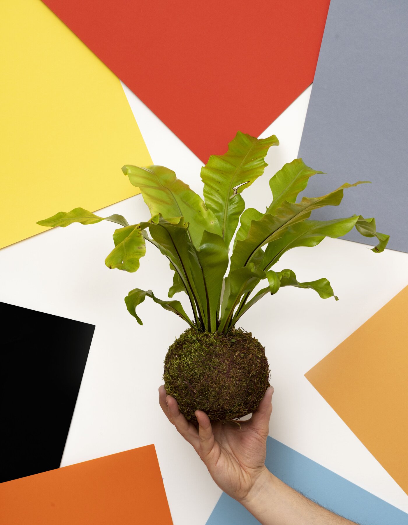 Kokedama Workshop