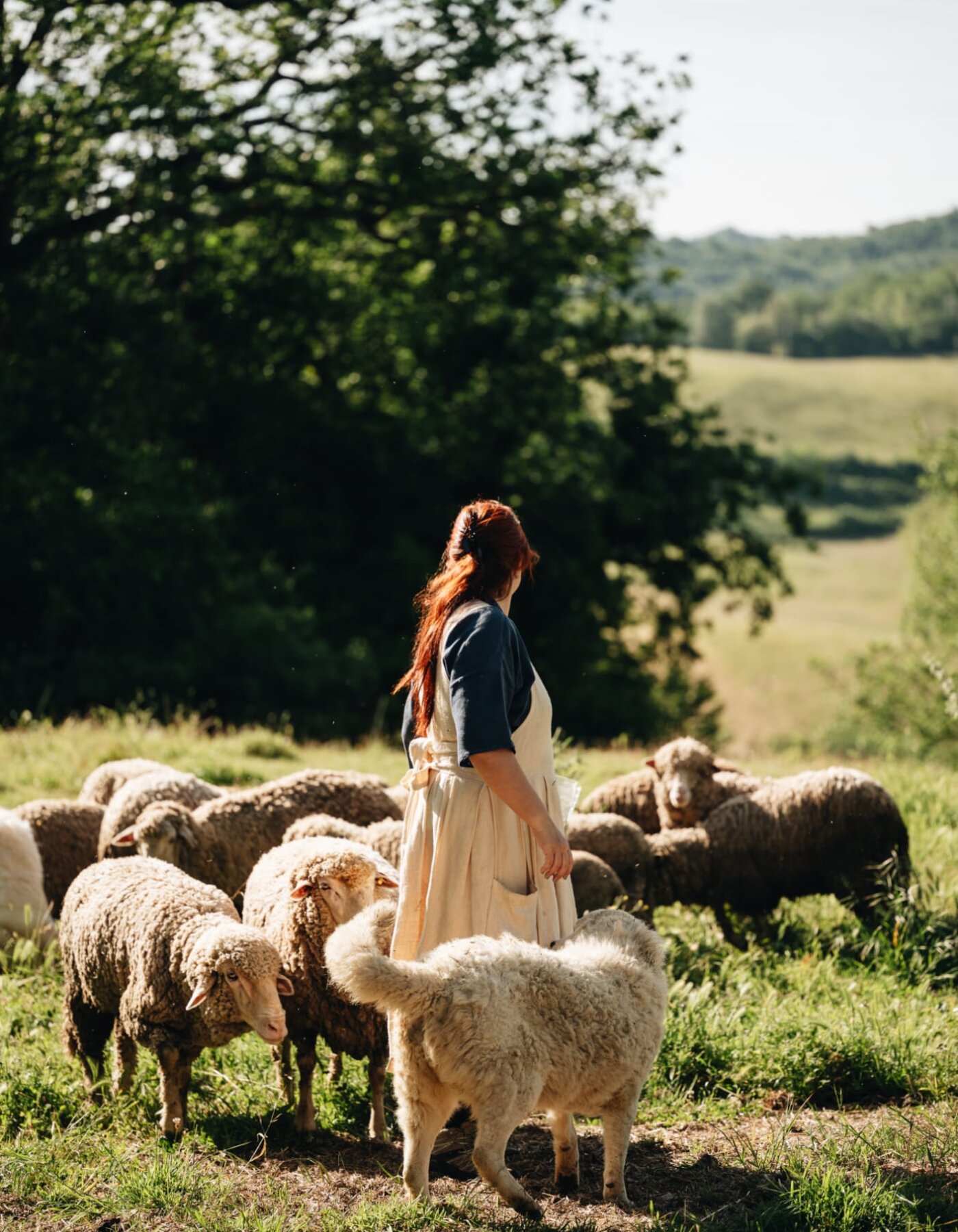 From the sheep to the sweader