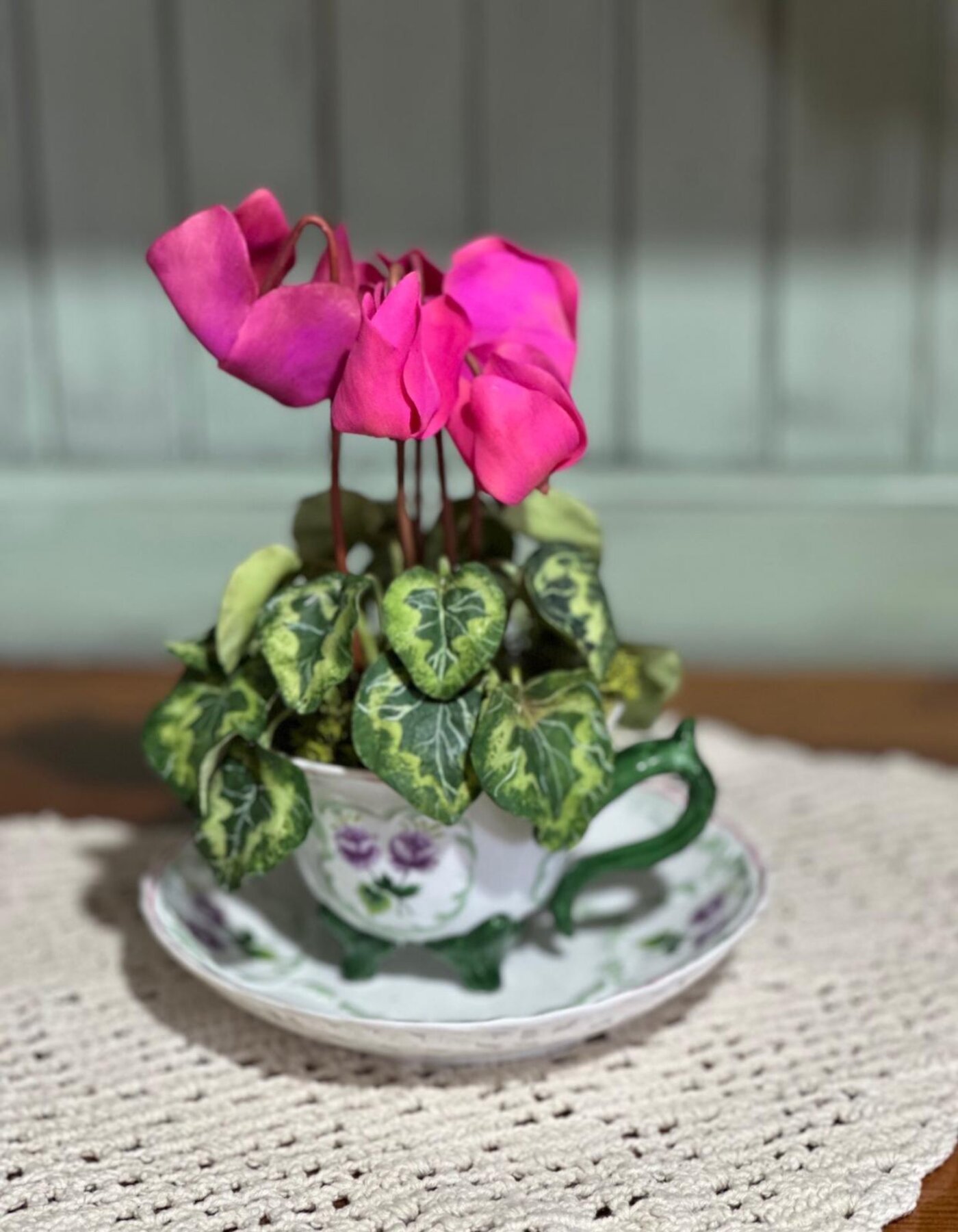 The Cyclamen