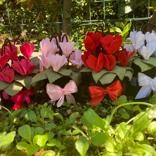 ciclamini in pannolenci