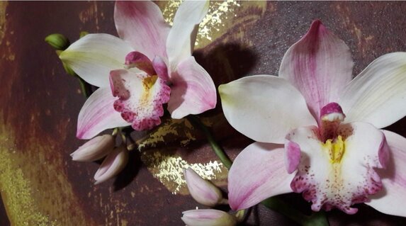 The Cimbidyum Orchid